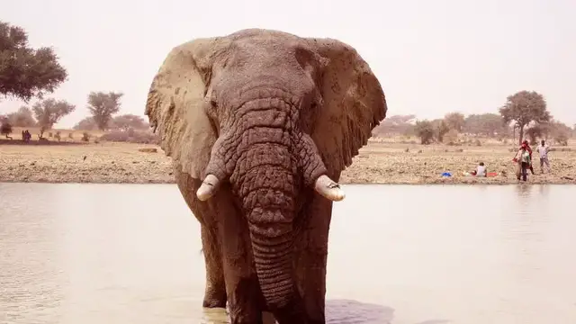 'Video thumbnail for Elephant spotted in Senegalese park gives hope to conservationists'