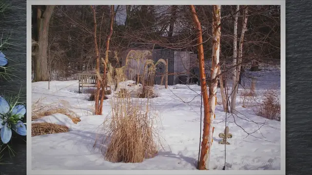 'Video thumbnail for Why Birch Tree Leaves Turn Yellow Prematurely - Tips and Solutions for Gardeners'