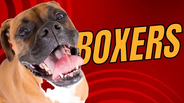 'Video thumbnail for Top 10 Boxer Dog Facts: An Intelligent, Playful, and Loyal Canine Companion'