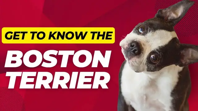 'Video thumbnail for Unveiling the Boston Terrier: The Charming Tuxedo-Clad Companion - Dogs 101'
