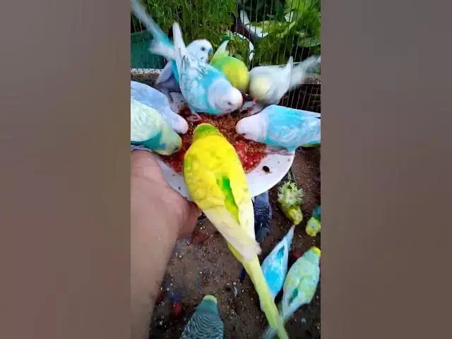 'Video thumbnail for Toller Rufton für Wellensittiche, der ihn glücklich macht!!! #Vögel #Liebe #Papagei #lustig  #vogel'