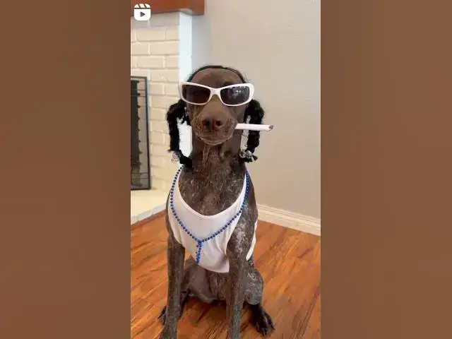 'Video thumbnail for Snoop Doggy Dog #snoopdogg #doggydoggy #dogblogger #dograp #rapperdog #blacklabrador'