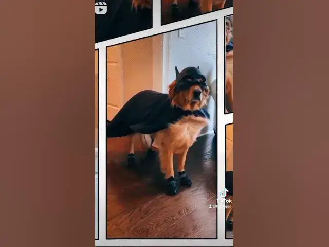 'Video thumbnail for #batdog #batmandog #goldenretriever'