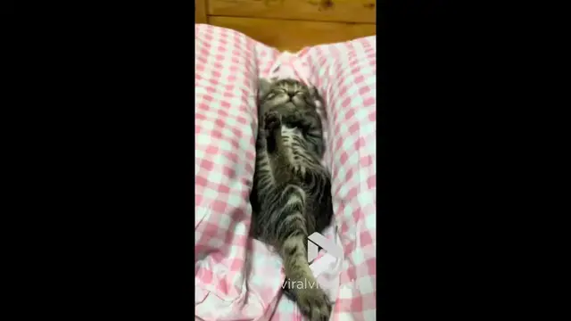 'Video thumbnail for VV4957 Cat caught sleeping with legs casually crossed'