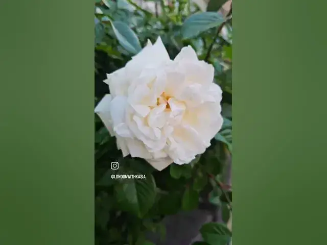 'Video thumbnail for Colours of May in London 2025#London #londonwithkasia #nature #flowers🌸 #flowers #plants #spring'