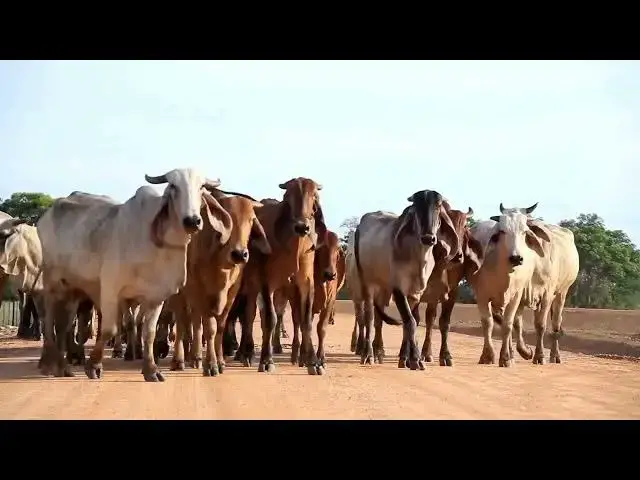 'Video thumbnail for What Sounds Stress Out Cows? A Guide to Preventing Stress in Your Cattle'