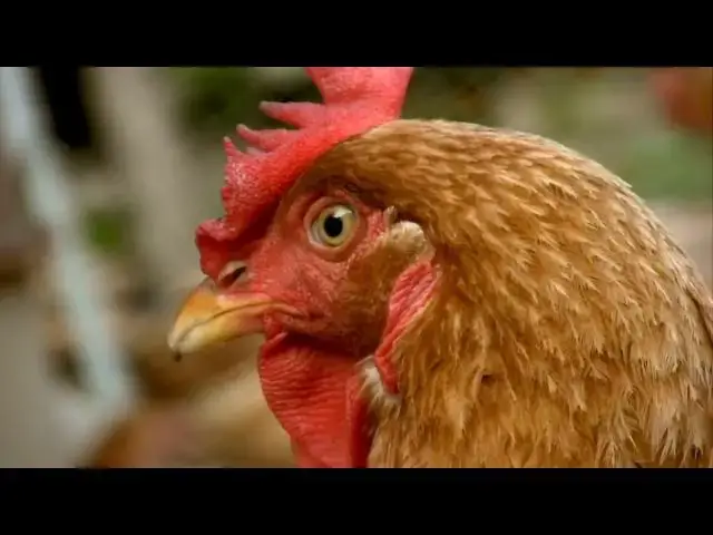 'Video thumbnail for How to Stop Rooster Aggression - Techniques and Solutions for a Peaceful Backyard Flock'