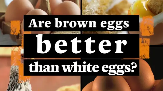 'Video thumbnail for Are Brown Eggs Better Than White Eggs?'