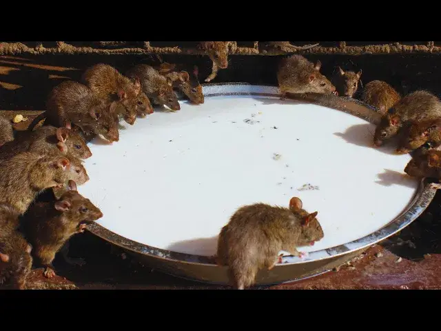 'Video thumbnail for ¡Ratas y ratones desaparecen en 1 minuto sin veneno ni trampas! - Solución fácil y efectiva'