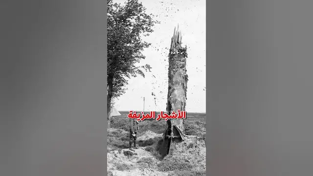 'Video thumbnail for الاشجار المزيفة !'