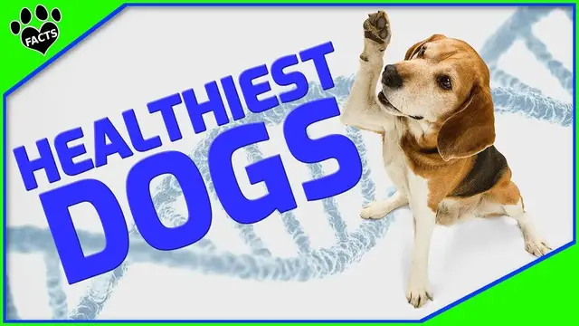 'Video thumbnail for Top 10 Healthiest Dog Breeds for Longevity and Happiness'