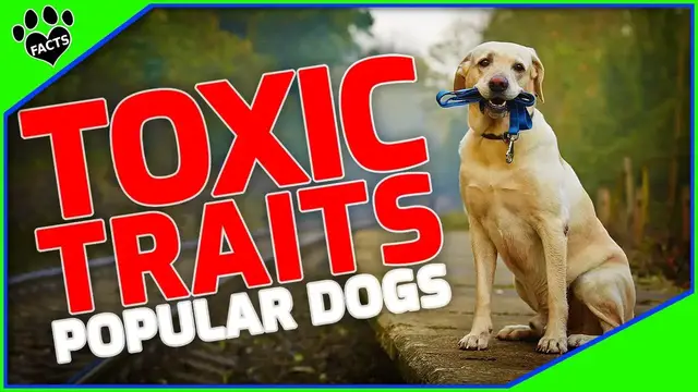 'Video thumbnail for 10 Popular Dog Breeds & Their Toxic Traits: What You Need to Know Before Adopting'