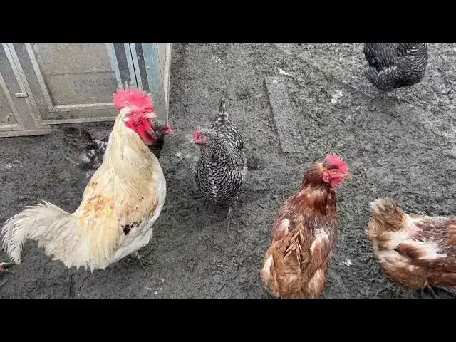'Video thumbnail for Successfully Integrating New Chickens into Your Flock - Tips and Tricks'