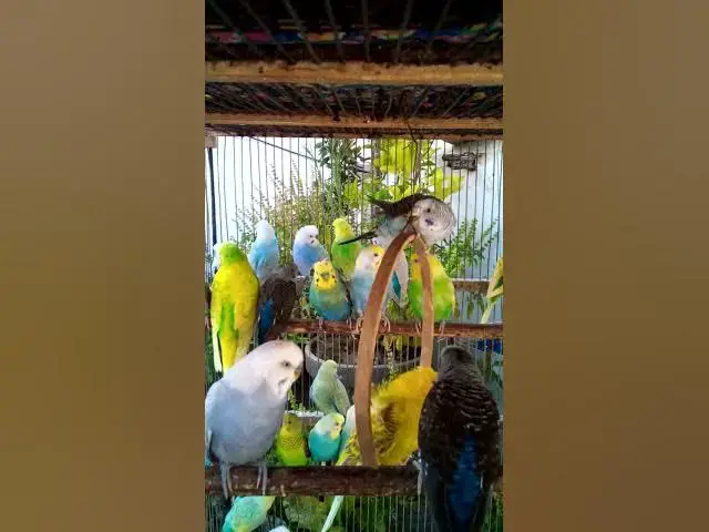 'Video thumbnail for Toller Rufton für Wellensittiche, der ihn glücklich macht!!! #Vögel #Liebe #Papagei #lustig  #vogel'