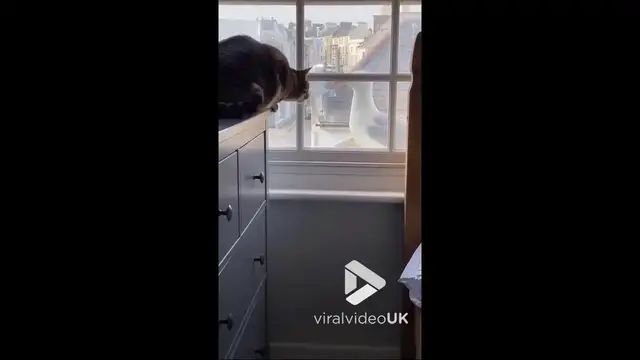 'Video thumbnail for VV4946 Cat has encounter with a seagull'