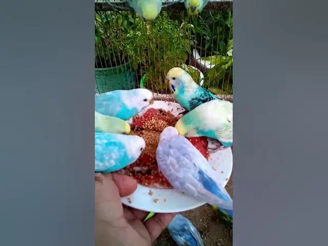 'Video thumbnail for Toller Rufton für Wellensittiche, der ihn glücklich macht!!! #Vögel #Liebe #Papagei #lustig  #vogel'