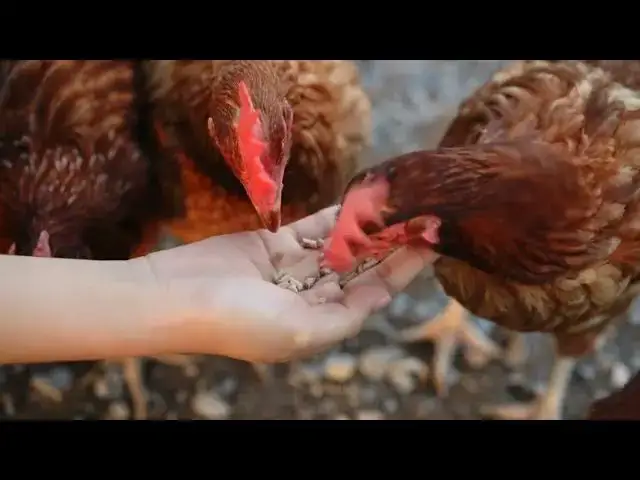 'Video thumbnail for "Chick Health: 7 Warning Signs & Essential Treatment Steps in First 6 Weeks"'