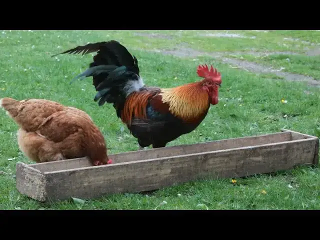 'Video thumbnail for "DIY: How to Build a Chicken Coop for $100 Using Recycled Materials"'