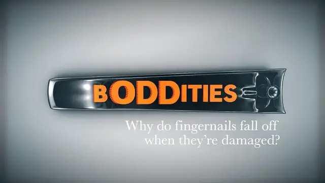'Video thumbnail for Boddities | Episode 13 | Why do fingernails fall off when they’re damaged?'