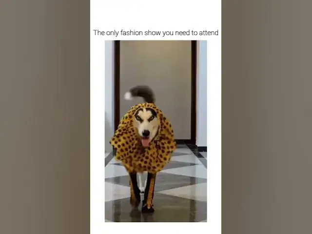 'Video thumbnail for Fashion Dog on Runway #fashiondog #fancydog #hasky #smartdog'