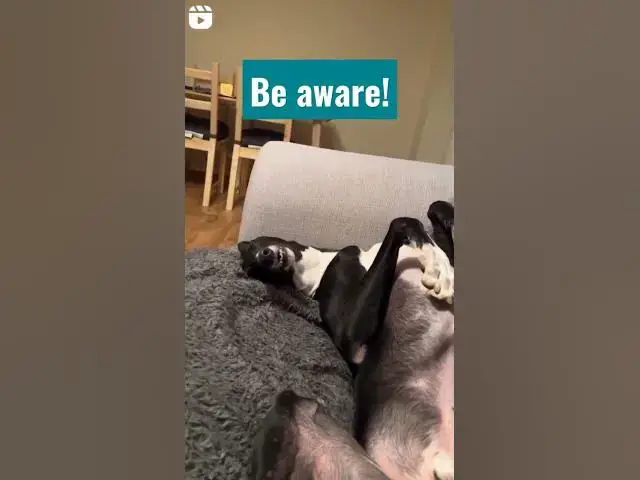 'Video thumbnail for #BeAware #DogAware #InfoDogs #cutestdogs #sleepydog'