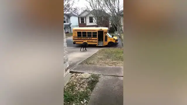 'Video thumbnail for Dogs Love Taking School Bus to Daycare | Happily TV'