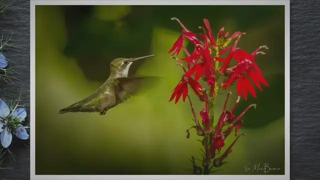 'Video thumbnail for Hummingbird images and digital creations'