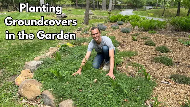 'Video thumbnail for How to Plant Groundcovers in the Garden - Demonstrating with Creeping Thyme'