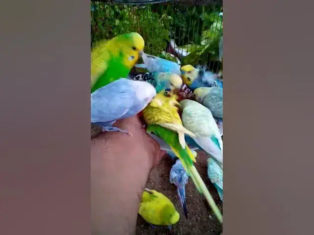 'Video thumbnail for Toller Rufton für Wellensittiche, der ihn glücklich macht!!! #Vögel #Liebe #Papagei #lustig  #vogel'