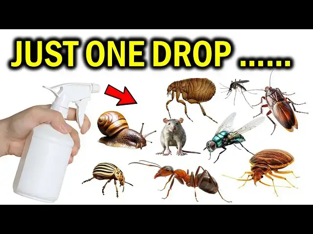 'Video thumbnail for Just ONE Drop and Rodents, Snails, Ants, Mosquitoes, Cats Will Disappear Instantly!'