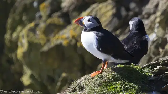 'Video thumbnail for Rathlin Island | Puffins in Nordirland'