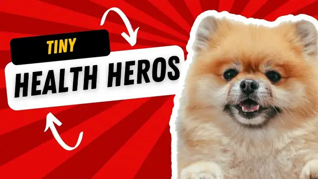 'Video thumbnail for Top 10 Healthiest Small Dog Breeds Longevity and Vitality Unleashed!'