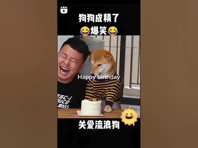 'Video thumbnail for Happy Birthday Dog #maddog #prankdog #angrydog #angryshiba #shibainu'