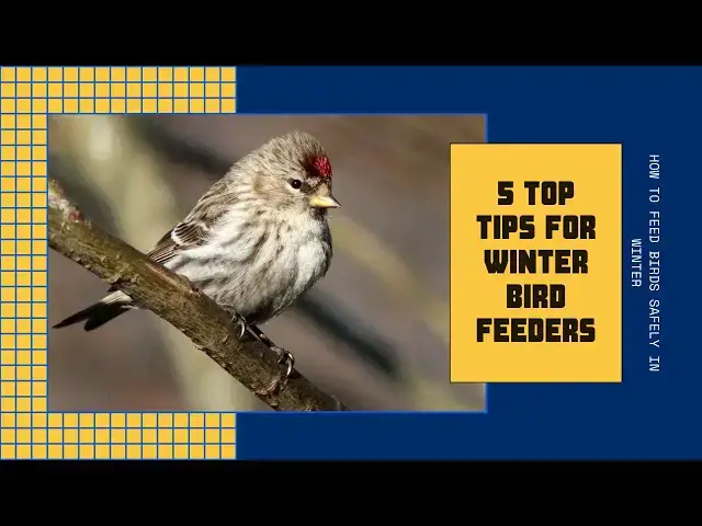 'Video thumbnail for Winter Bird Feeding in Michigan: A Guide to Attracting Feathered Friends'