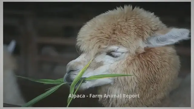 'Video thumbnail for Pet Llamas: Complete Guide'