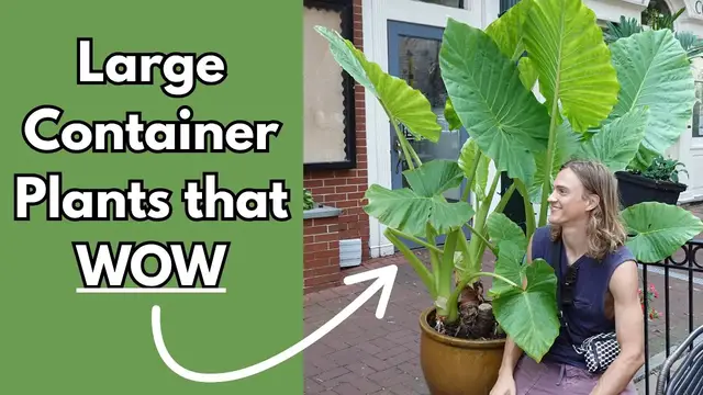 'Video thumbnail for 12 LARGE Container Plants that Make a Statement'