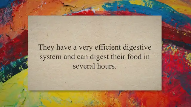 'Video thumbnail for How Do Alpacas Digest their Food?'
