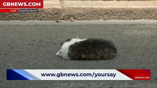 'Video thumbnail for WATCH: Larry the Cat soaks up the Downing Street sunshine - 'He looks so peaceful!''