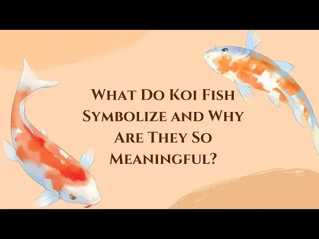 'Video thumbnail for What Do Koi Fish Symbolize and Why Are They So Meaningful?'