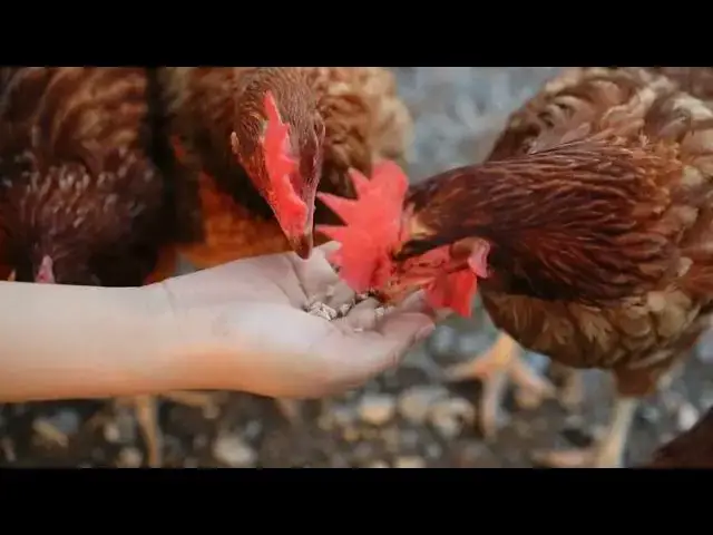 'Video thumbnail for "Brooder Temperature Optimization: 80-90°F for Optimal Growth of Healthy Chickens"'