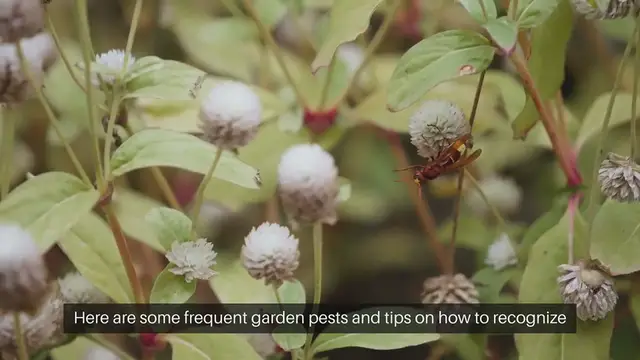 'Video thumbnail for Common Garden Pests and How to Identify'