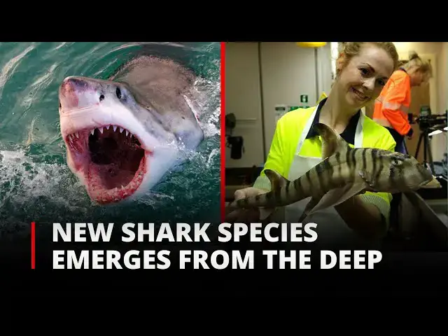 'Video thumbnail for The New Shark species emerging from the deep | 12am News'