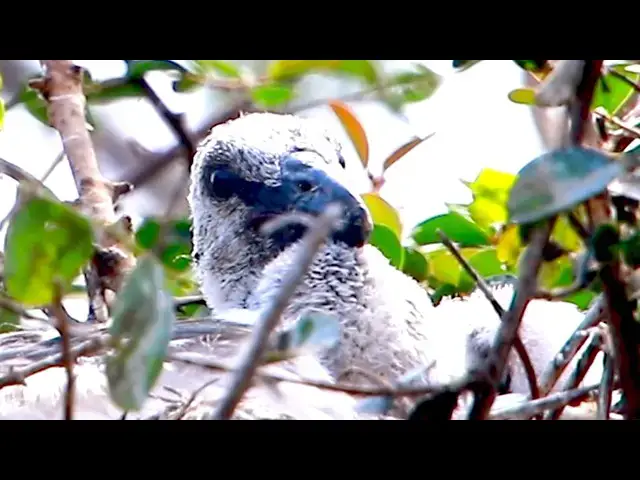 'Video thumbnail for Amazing of Lake - Gain baby cry eat & waiting feed on nest'
