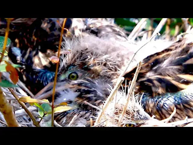 'Video thumbnail for Amazing of Lake - Top wild bird stay on nest waiting eat food'