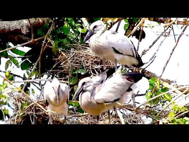 'Video thumbnail for Amazing of Lake - Discover the Fascinating World of Lake Birds and Fish'
