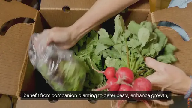 'Video thumbnail for Brassicas Companion Plants'