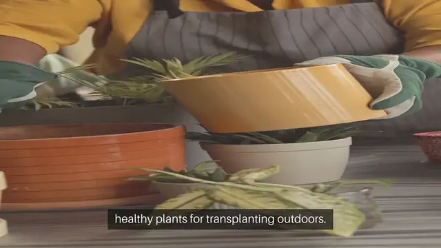 'Video thumbnail for Seed Starting Tips and Tricks'
