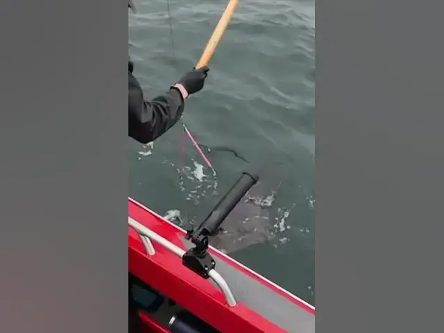 'Video thumbnail for How big was your first halibut? Tim’s was 51 lbs out of Westport!'