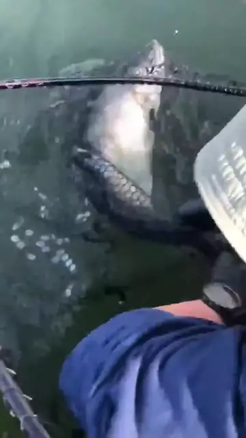 'Video thumbnail for Big Spring (King) Salmon released near Port Hardy'