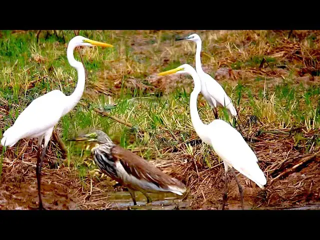 'Video thumbnail for Amazing of lake - In lake wild bird stay here to wait catch food eat'